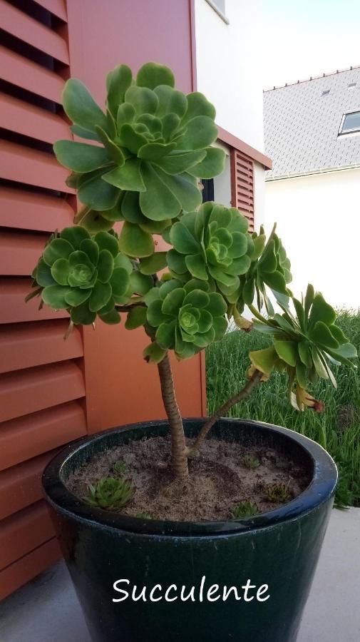 Epiphytes Et Succulentes Apartment Paimpol Exterior foto